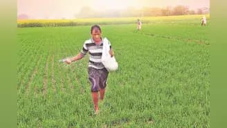 West Asia conflict to increase fertiliser subsidy costs by 20%