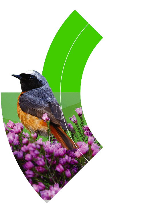 Natural capital